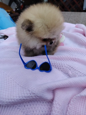 Băiețel pomeranian - imagine 3