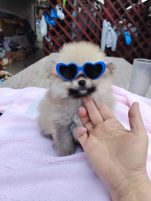 Băiețel pomeranian - imagine 5