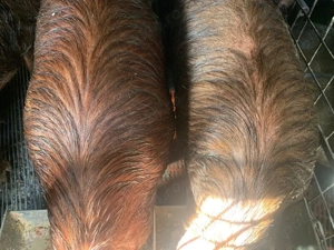 Porci pentru sacrificat - imagine 2