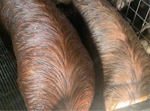 Porci pentru sacrificat - imagine 4