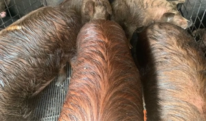 Porci pentru sacrificat