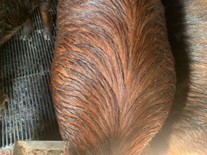 Porci pentru sacrificat - imagine 3