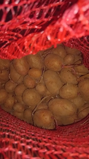 cartofi  consum sămnță sau animale