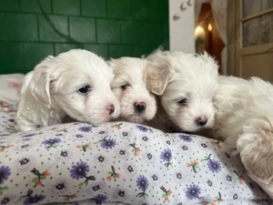 Bichoni Maltezi superbi, 2 luni, jucăuși și sănătoși 