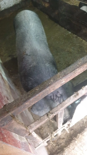 Porci bazna - imagine 2