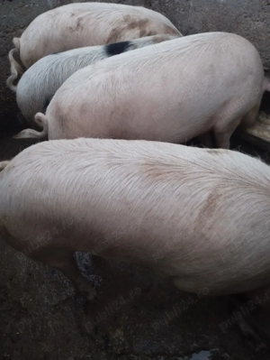 Vind Porc gras 150 kg