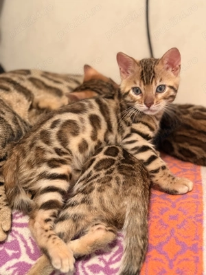 Vând pui pisică Bengal brown , ochii verzi 
