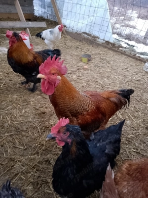 Vând cocoși de tara