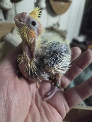 papagali micul alexandru(puișori blănzi) - imagine 3