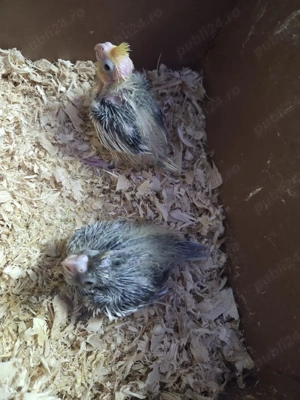 papagali micul alexandru(puișori blănzi) - imagine 2