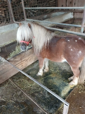 Vind purcei mangalita si un ponei - imagine 3