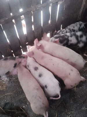 Vând purcei metiși Pietrain cu Landrace  - imagine 5