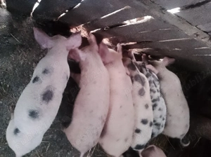 Vând purcei metiși Pietrain cu Landrace  - imagine 2