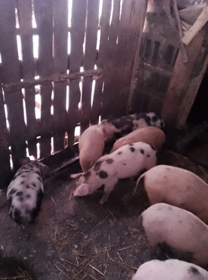 Vând purcei metiși Pietrain cu Landrace  - imagine 3