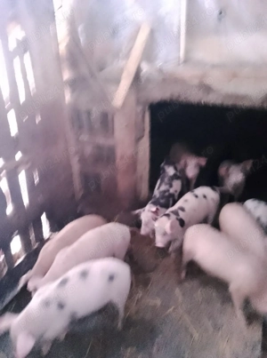 Vând purcei metiși Pietrain cu Landrace 