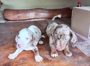 Disponibilii teckel piebald