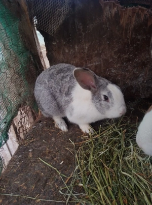 Vând trei iepuroi  - imagine 5