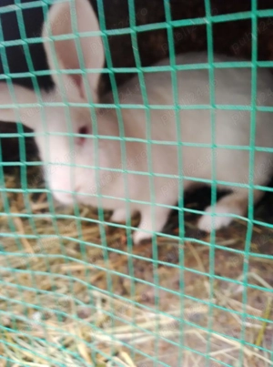 Vând trei iepuroi  - imagine 3