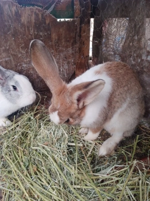 Vând trei iepuroi  - imagine 4