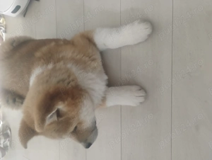 Pui Akita. ,, mascul ,,