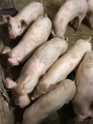 Purcei  15 Săptămani  - imagine 4