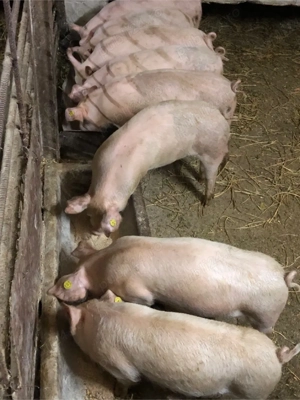 Purcei  15 Săptămani  - imagine 5