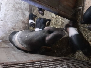 Scroafă basna cu purcei  - imagine 2