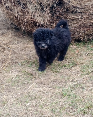 Vând căței de întors