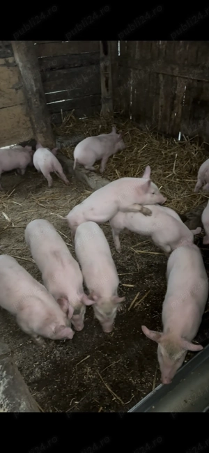 Purcei de vânzare  - imagine 2