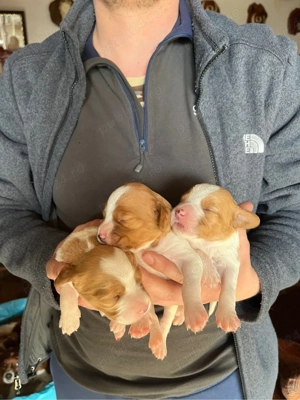 Câini Breton Epagneul - imagine 3