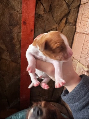 Câini Breton Epagneul - imagine 2