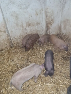 vand purcei  - imagine 4