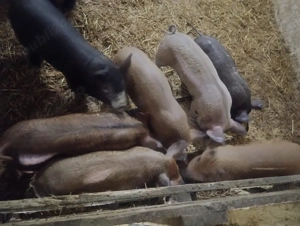 vand purcei  - imagine 2