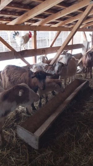 Vând zece capre și un țap  - imagine 3