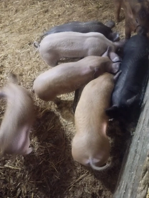 vand purcei  - imagine 3