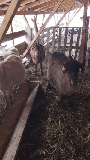 Vând zece capre și un țap  - imagine 4