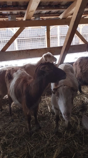 Vând zece capre și un țap  - imagine 2