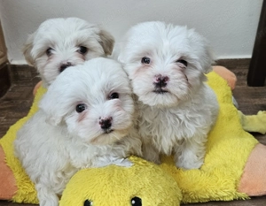 Bichon talie mica  - imagine 3