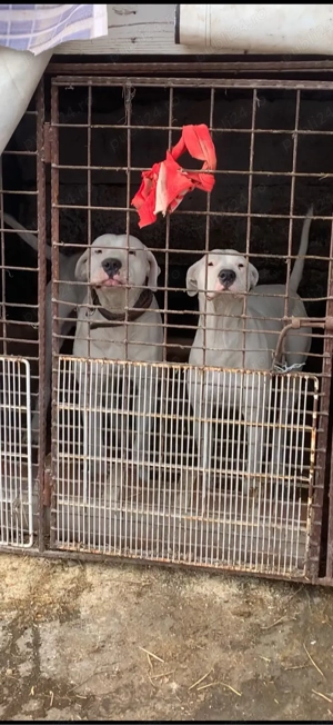 pui dog argentinian  - imagine 3