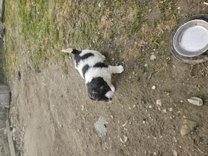 Catei de 6 saptamani - imagine 2