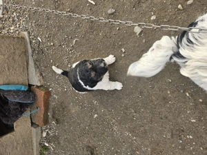 Catei de 6 saptamani - imagine 4