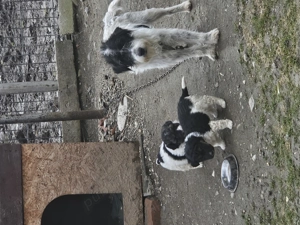 Catei de 6 saptamani - imagine 3