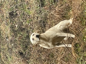 Cățel cauta familie.