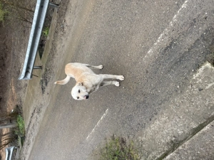 Cățel cauta familie. - imagine 3