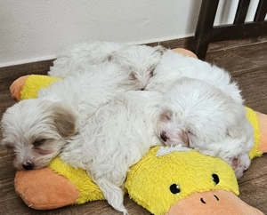 Bichon talie mica  - imagine 5