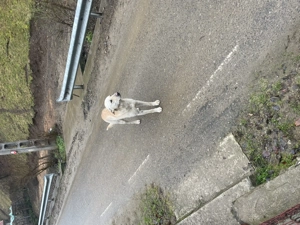 Cățel cauta familie. - imagine 4