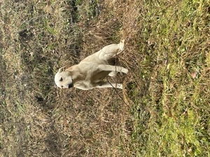 Cățel cauta familie. - imagine 2