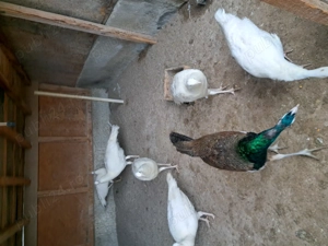 Pauni de vanzare - imagine 3