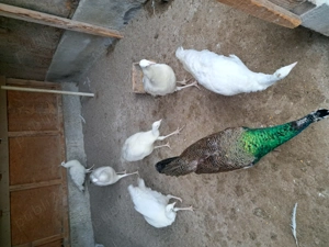 Pauni de vanzare - imagine 2