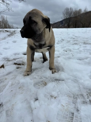 căței kangal malakli cu pedigree FCI  - imagine 5